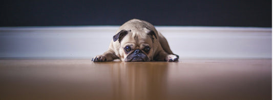 How to Deal with Separation Anxiety in Pets