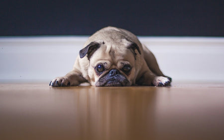 How to Deal with Separation Anxiety in Pets