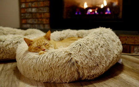 Choosing the Right Bed for Your Pet