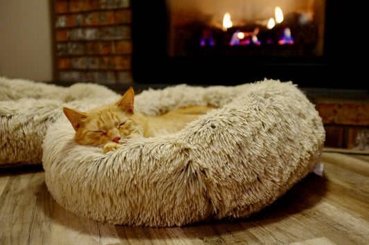 Choosing the Right Bed for Your Pet