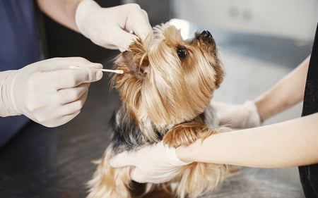 Understanding Common Health Issues in Pets