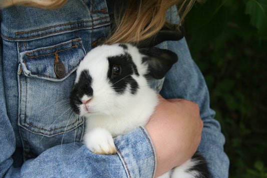 How to Create a Safe Space for Your Rabbit