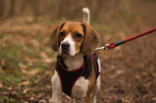 The Best Harnesses for Small Dogs