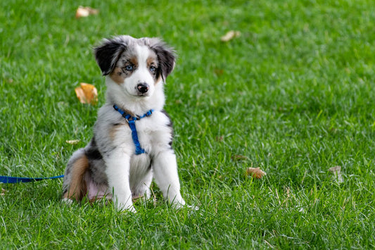 How to Socialize a Shy Dog