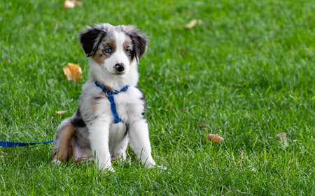 How to Socialize a Shy Dog