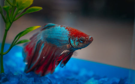 The Best Breeds of Fish for Small Tanks