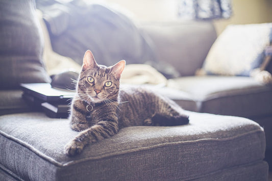 Create a Stimulating Environment for Indoor Cats