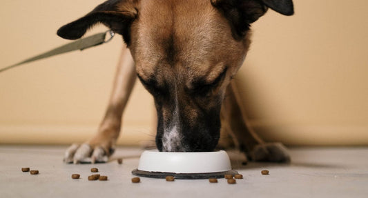 Understanding Pet Nutrition: What You Need to Know