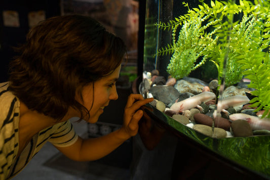 How to Choose the Right Aquarium Plants