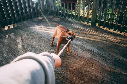 Training Tips for Stubborn Dogs