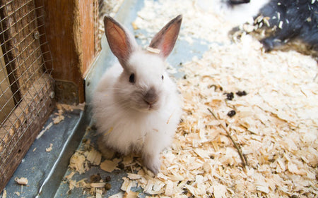 Essential Tips for Rabbit Care: Housing, Diet, and Play