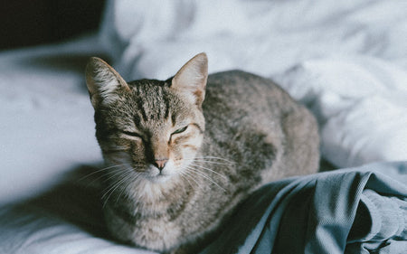 What to Know About Adopting a Senior Cat