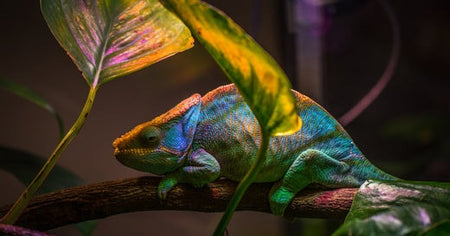 Understanding Reptile Lighting and Heating