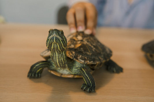 A Guide to Tortoise Care
