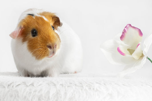 Common Illnesses in Guinea Pigs