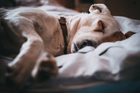 The Best Beds for Senior Dogs