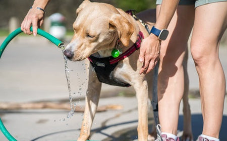 How to Keep Your Pet Cool in the Summer