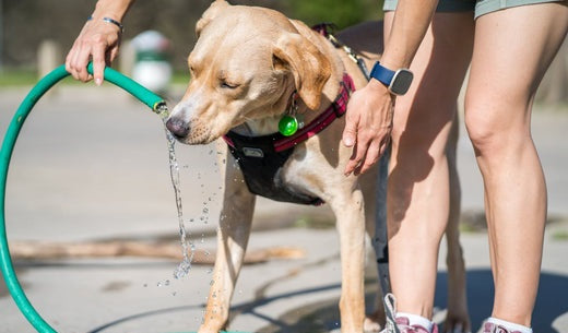 How to Keep Your Pet Cool in the Summer