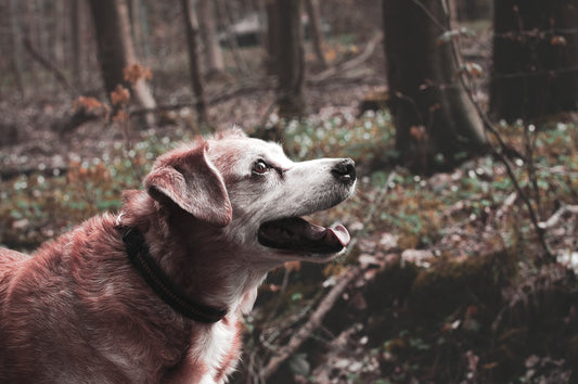 Understanding the Different Types of Dog Barks
