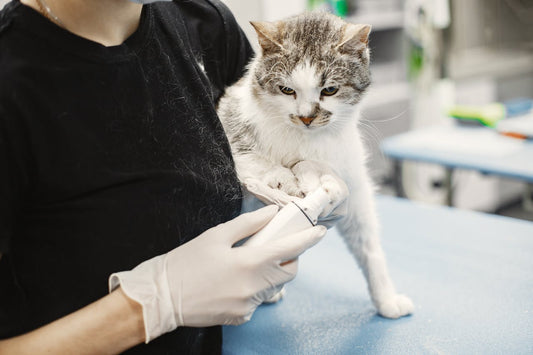 The Benefits of Spaying and Neutering Your Pets