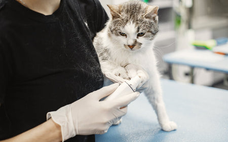 The Benefits of Spaying and Neutering Your Pets