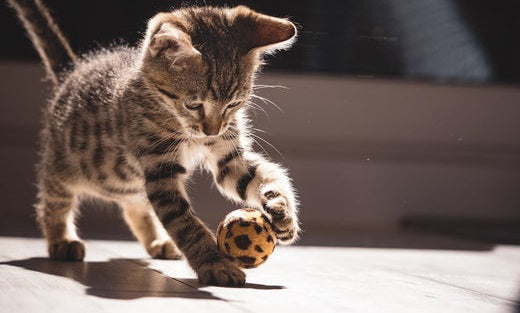 5 Interactive Toys to Use with a Scratching Post