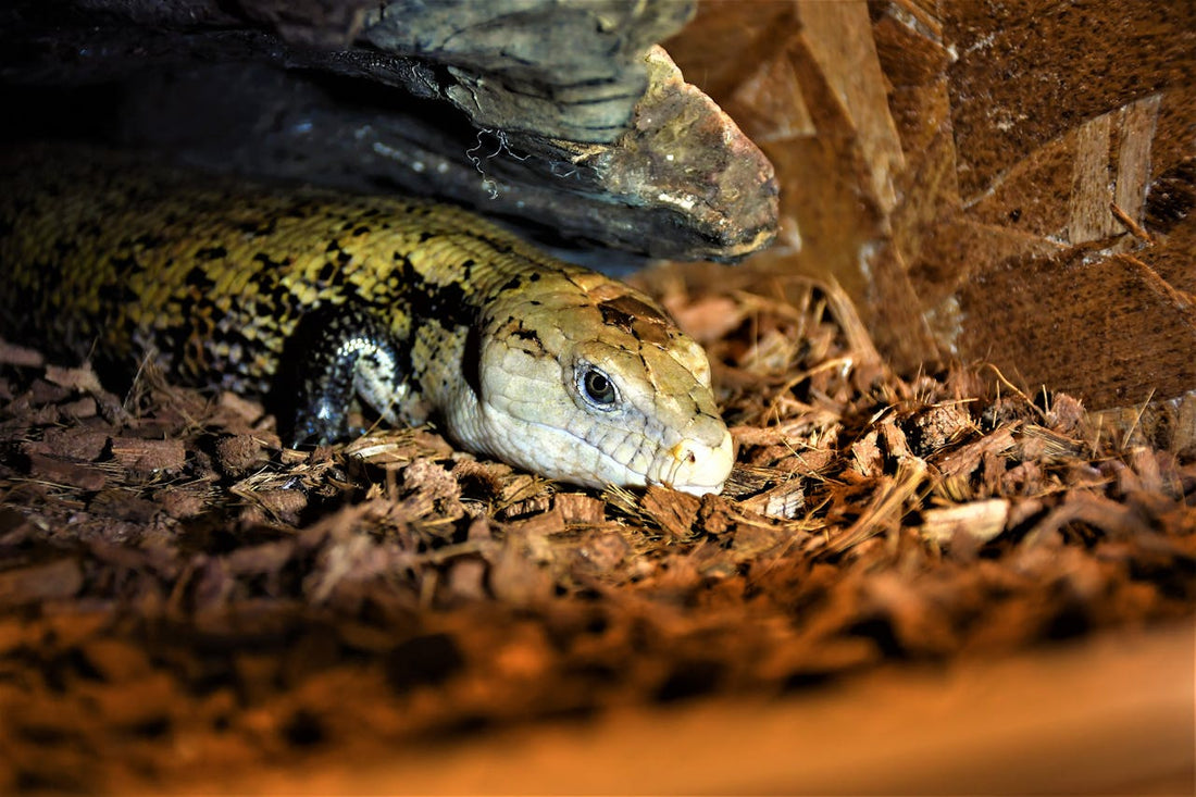 Signs Your Pet Reptile is Stressed