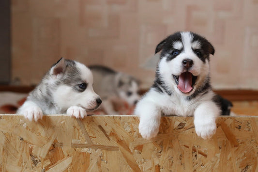 How to Train Your Puppy: A Beginner's Guide