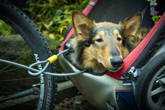 How to Care for a Pet with Special Needs