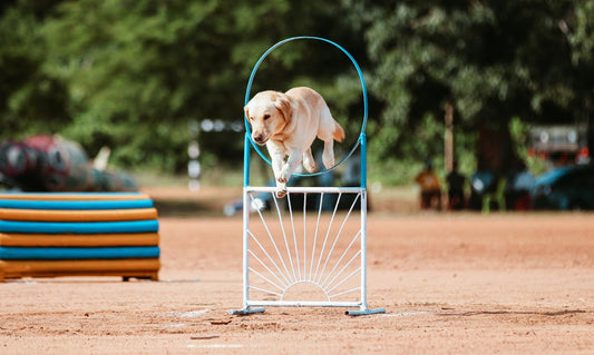 How to Teach Your Dog New Tricks