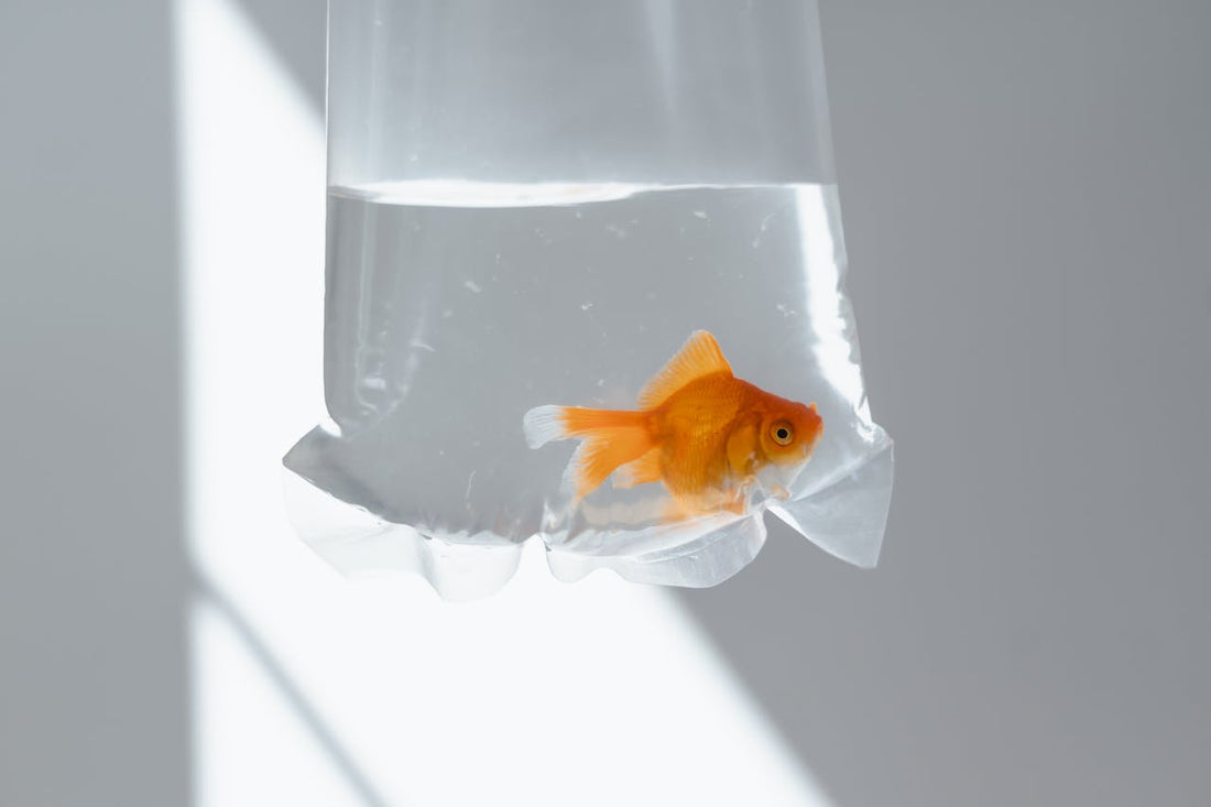 How to Safely Introduce Fish to a New Tank