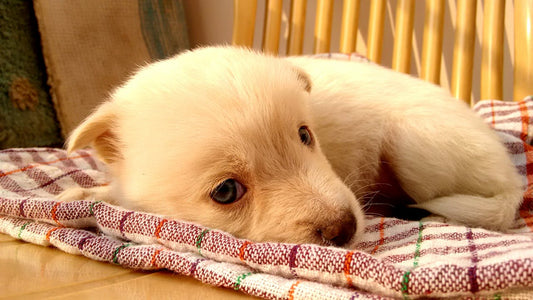 How to Potty Train Your Puppy Indoors
