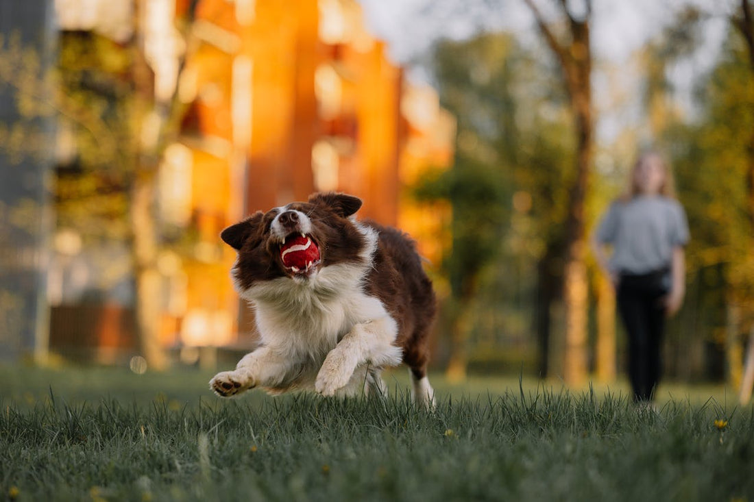 The Benefits of Training Classes for Dogs and Cats