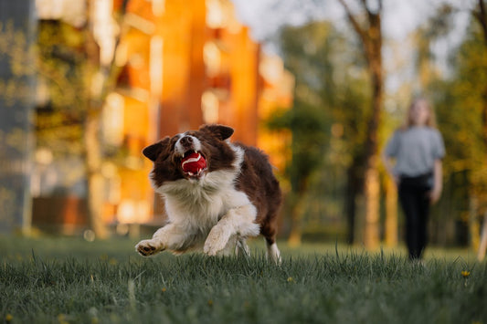 The Benefits of Training Classes for Dogs and Cats