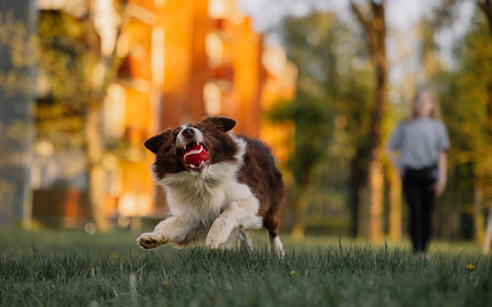 The Benefits of Training Classes for Dogs and Cats