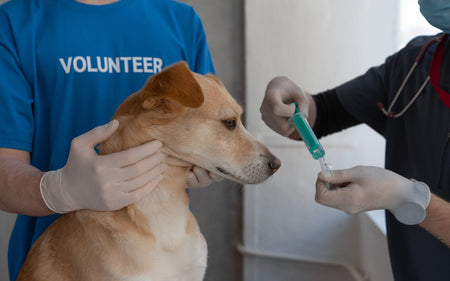 The Vitality of Regular Vet Check-ups for Your Beloved Pets