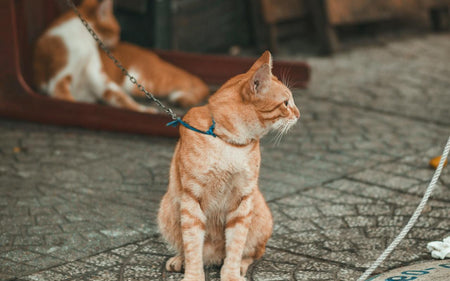 Training Your Cat to Walk on a Leash: Is It Possible?