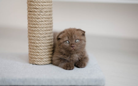 How to Teach Your Cat to Use a Scratching Post