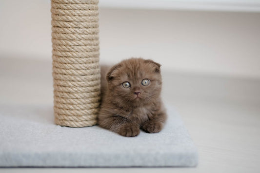 How to Teach Your Cat to Use a Scratching Post