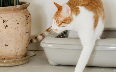 How to Choose the Right Cat Litter