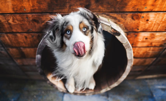 Understanding Pet Behavior