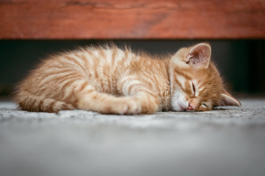Essential Supplies for a New Kitten