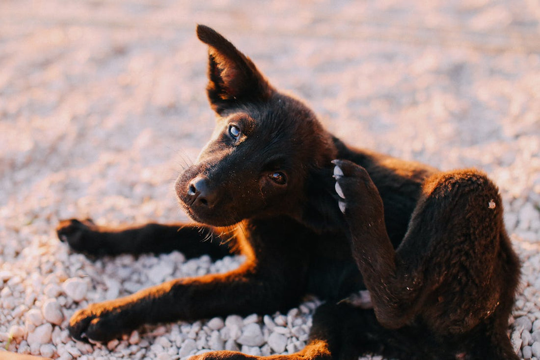 How to Prevent Fleas and Ticks