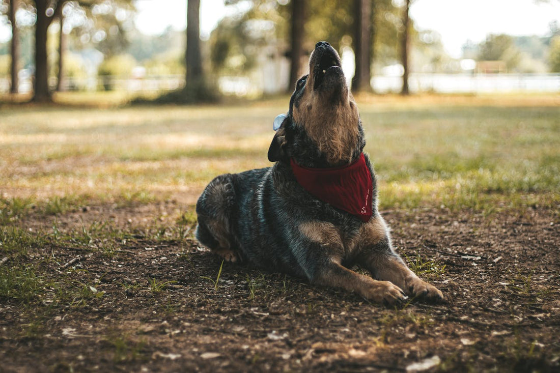 Why Do Dogs Bark?