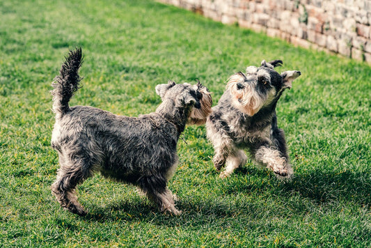 How to Create a Pet-Friendly Garden