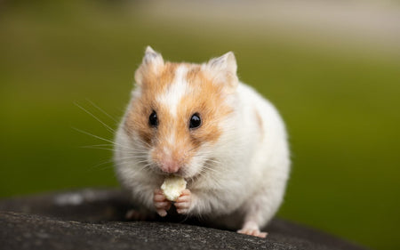 How to Keep Your Hamster Healthy and Happy