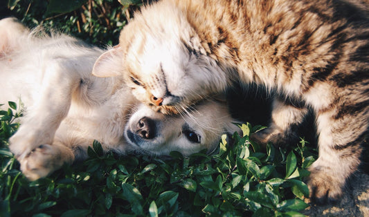 Understanding Your Pet's Body Language