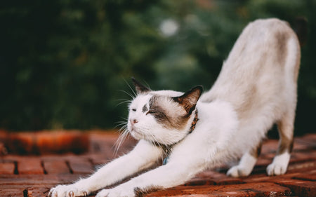 Understanding Cat Behavior: Why Do Cats Knead?