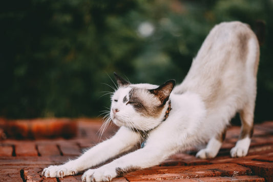 Understanding Cat Behavior: Why Do Cats Knead?