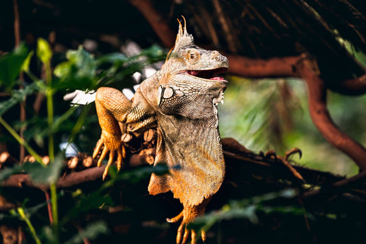 How to Set Up a Reptile Terrarium